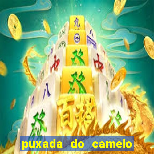 puxada do camelo jogo do bicho